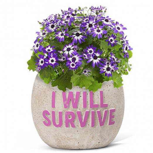 I WILL SURVIVE Planter