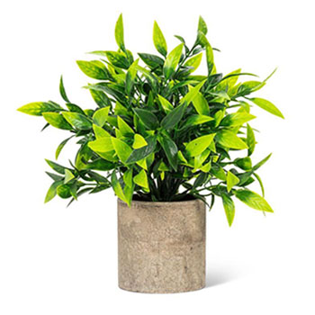 Wide Green Leaf Pot