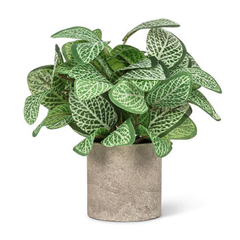 Varigated Leaf Plant Pot