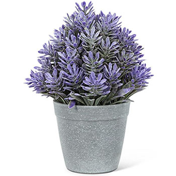 Purple Cone Flowering Pot