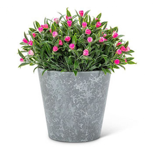 Pink Flowering Plant Pot