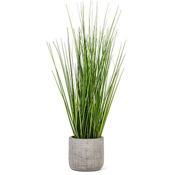 Tall Grass in Pot