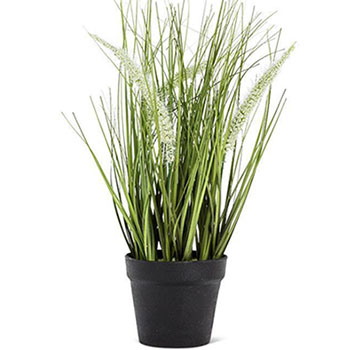 Feather Grass in Pot