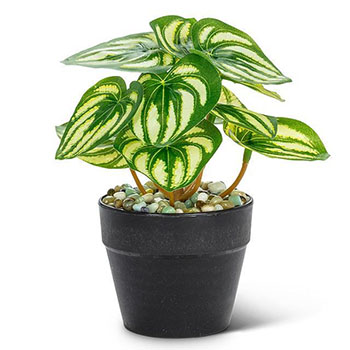 Sm Varigated Leaf Plant