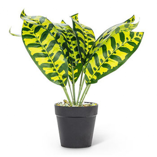 Medium Leaf Plant