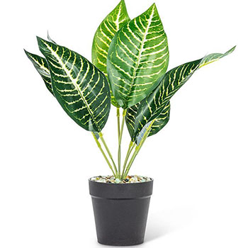 Medium Leaf Plant